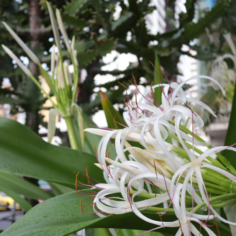 ハワイの花 木 Bloomin