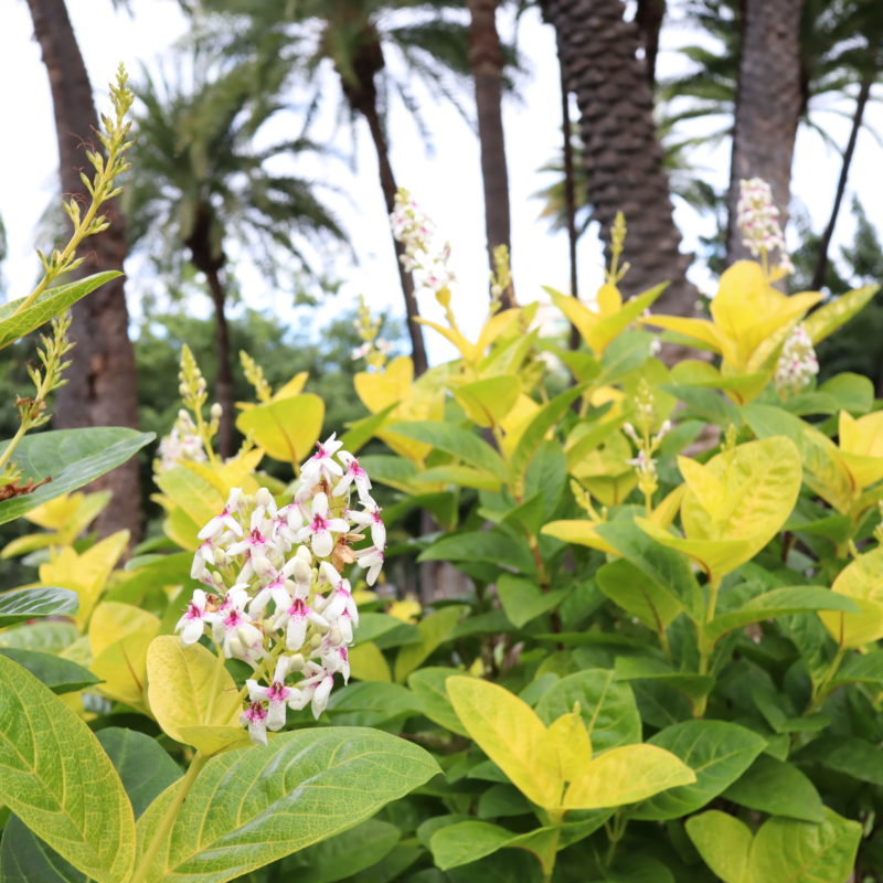 ハワイの花 木 Bloomin